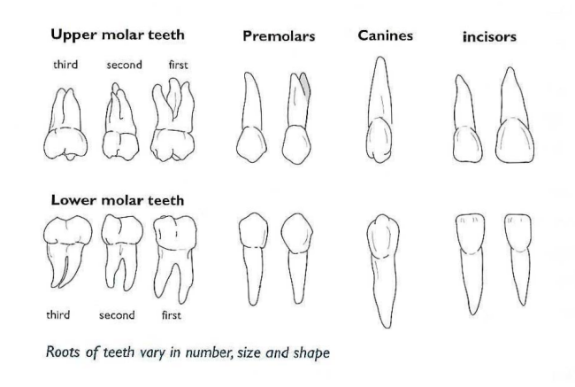 Tooth Filling Porirua | Toothache Tawa | Broken Filling